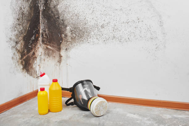 Mold Removal Process in Yates Center, KS