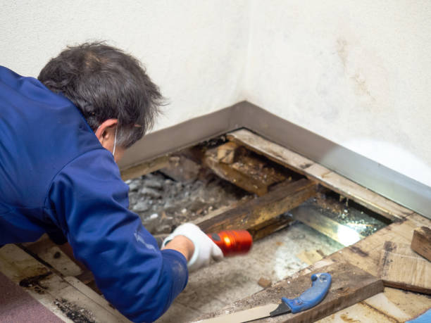 Best Mold Removal Company Near Me  in Yates Center, KS