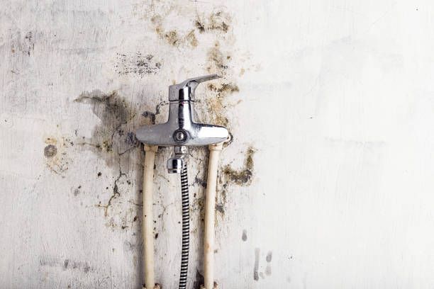 Best Black Mold Removal  in Yates Center, KS