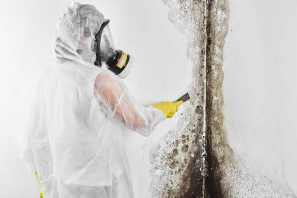 Best Best Mold Removal Companies  in Yates Center, KS
