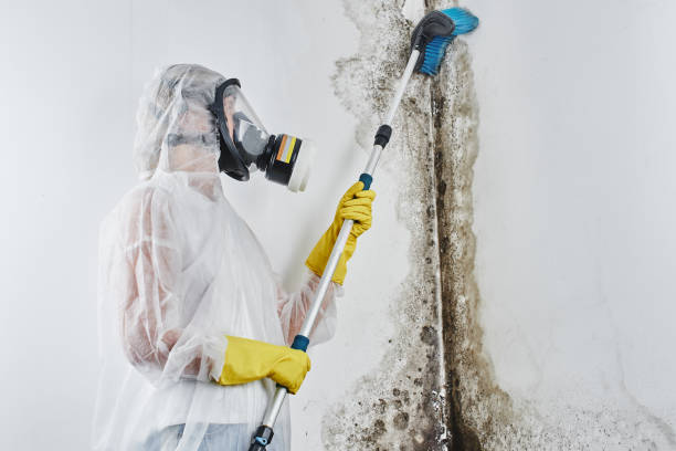 Best Emergency Mold Removal  in Yates Center, KS