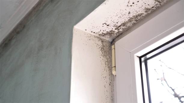 Best Best Mold Removal Companies  in Yates Center, KS