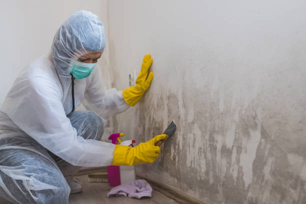 Best Attic Mold Removal  in Yates Center, KS