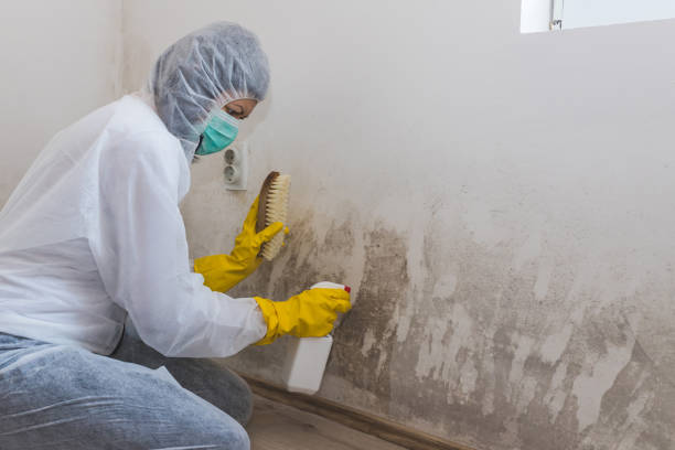 Best Mold Damage Repair  in Yates Center, KS