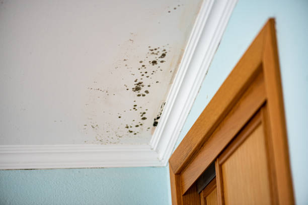 Best Same-Day Mold Removal  in Yates Center, KS