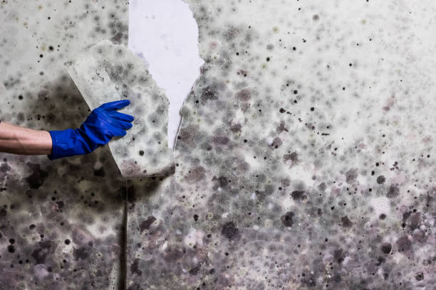 Best Black Mold Removal  in Yates Center, KS
