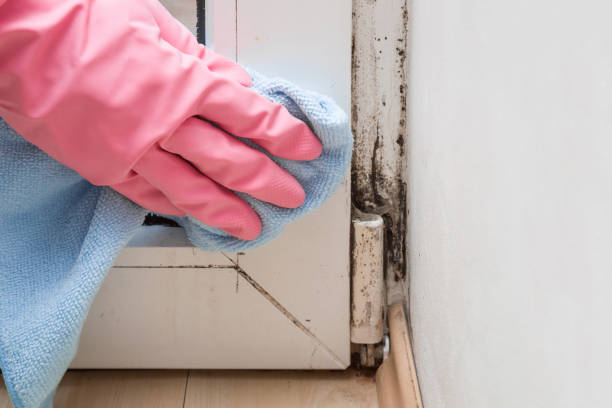 Best Mold Remediation  in Yates Center, KS
