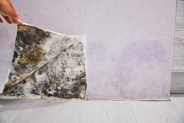 Best Mold Removal Near Me  in Yates Center, KS